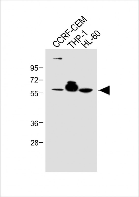 1 - FCGR1B Antibody (C-term) AP9197B