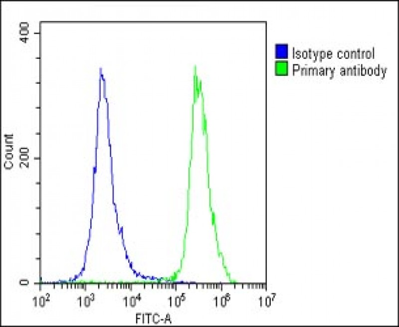 4 - N6AMT1 Antibody (N-term) AP18103a
