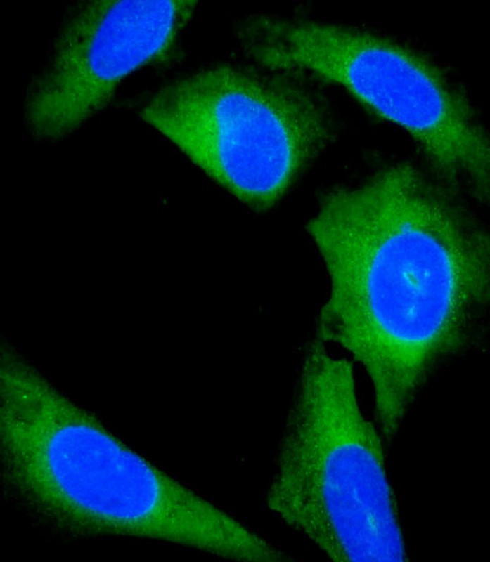 3 - GCA Antibody (N-Term) AP22336a