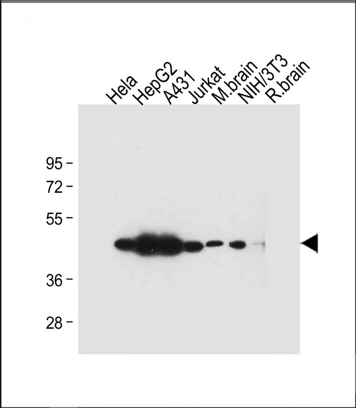 1 - TUFM Antibody (N-term) AP20640a