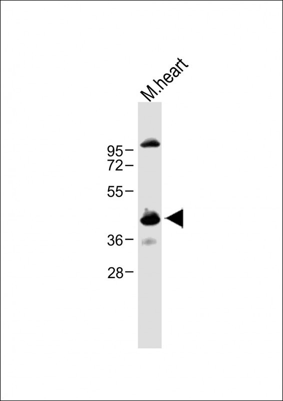 1 - CCNY Antibody (Center) AP10135C