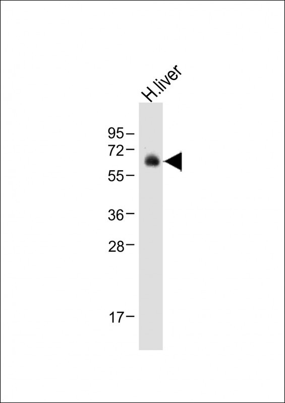 1 - UGT2B15 Antibody (Center) AP12375C