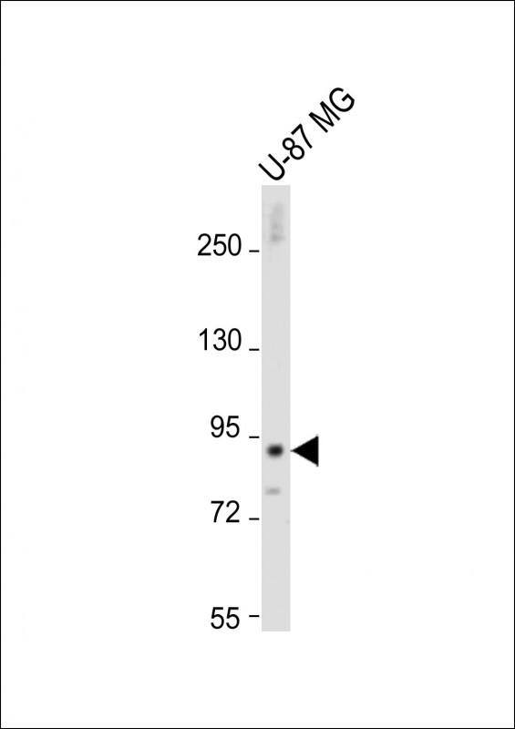 1 - DTNA Antibody (C-term) AP12573B