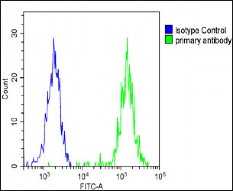 4 - KERA Antibody (C-term) AP12617b