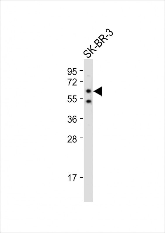 1 - SLC15A3 Antibody (Center) AP12933C