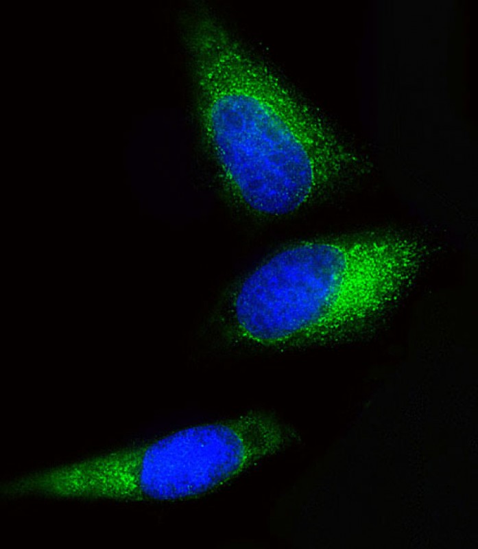 3 - BCKDHB Antibody (N-term) AP10672a