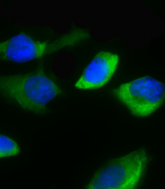 3 - BCKDHB Antibody (N-term) AP10672a