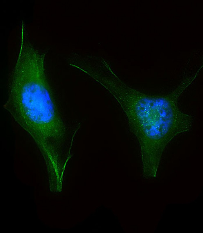 3 - LZIC Antibody (Center) AP17735c