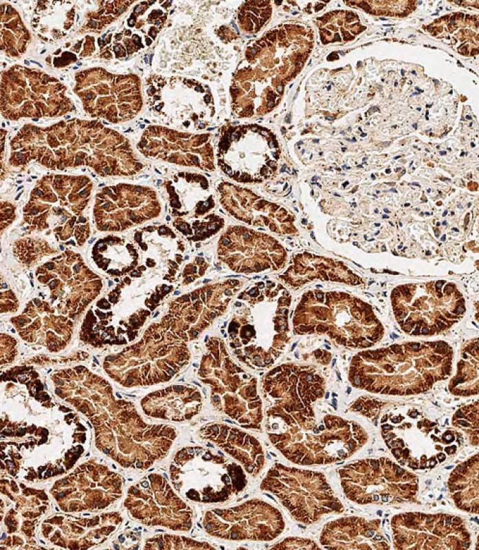 59 - BCKDHB Antibody (N-term) AP10672a