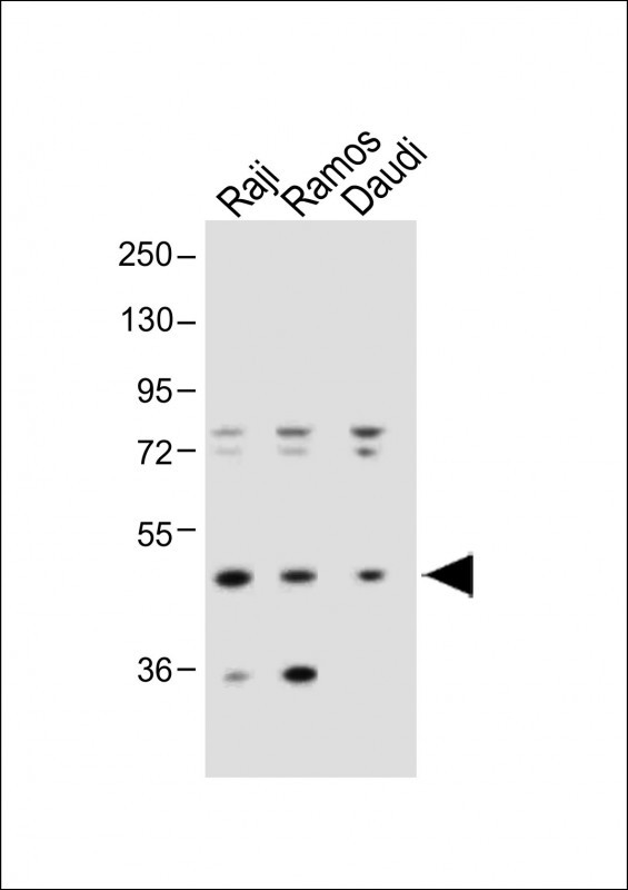 1 - IGHE Antibody (Center) AP12962c