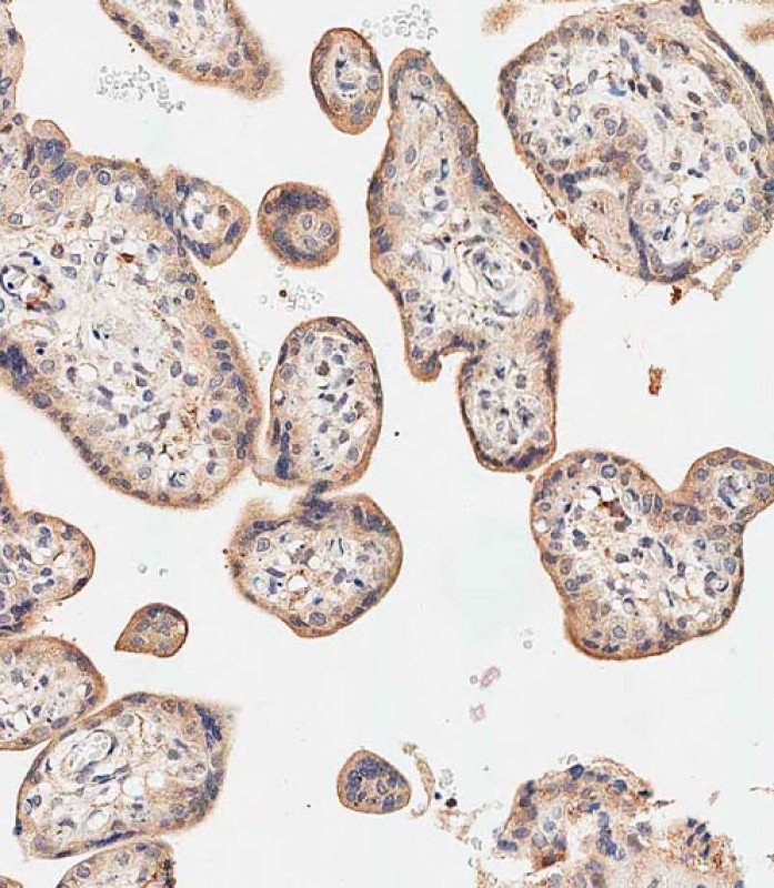 59 - SGPP1 Antibody (N-term) AP13228a