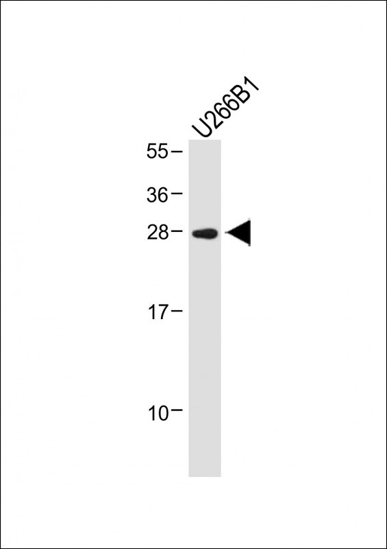 1 - IGLL5 Antibody (C-term) AP18459b