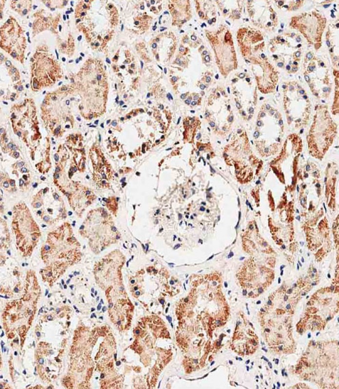 59 - PHB2 Antibody (Y248) AP7270e