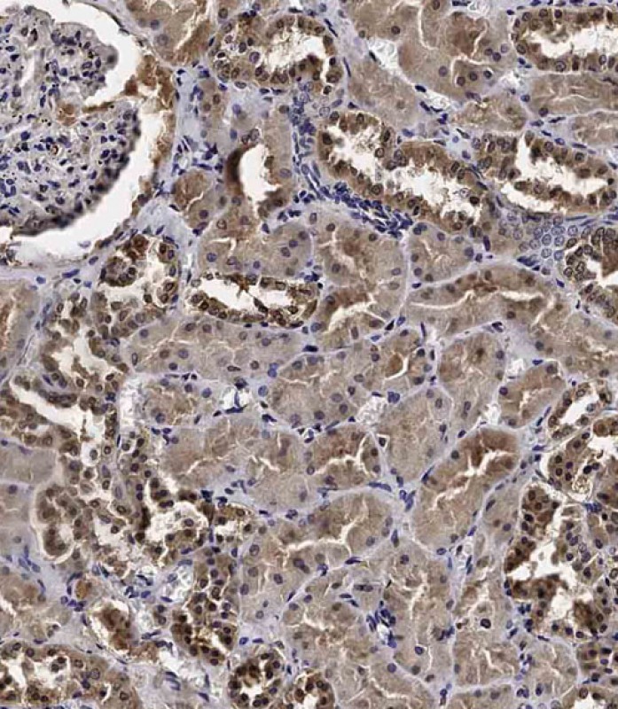 14 - CCNY Antibody (Center) AP10135C