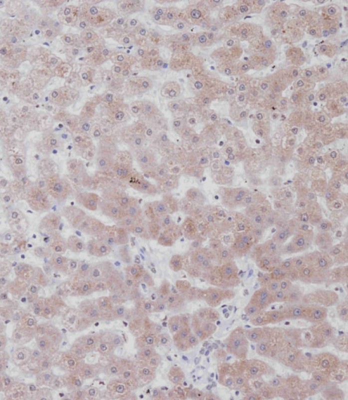 14 - UGT2B15 Antibody (Center) AP12375C