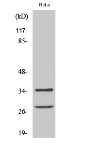 1 - Cleaved-Caspase-6 p18 (D162) Polyclonal Antibody AP63082
