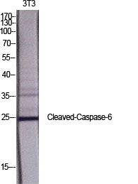 1 - Cleaved-Caspase-6 p18 (D162) Polyclonal Antibody AP63082