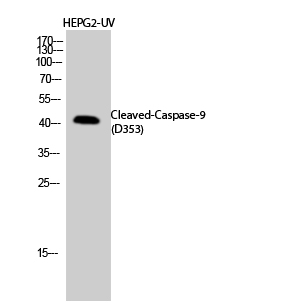 1 - Cleaved-Caspase-9 (D353) Polyclonal Antibody AP63087