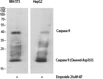 1 - Cleaved-Caspase-9 (D353) Polyclonal Antibody AP63087