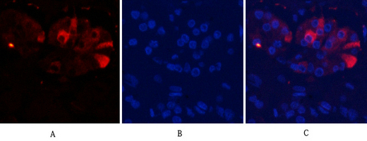 3 - Cleaved-Caspase-9 (D353) Polyclonal Antibody AP63087