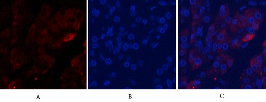 14 - Cleaved-Caspase-9 (D353) Polyclonal Antibody AP63087
