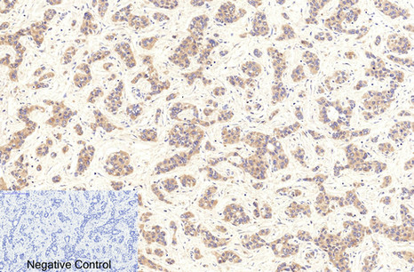 14 - Cleaved-Caspase-9 (D353) Polyclonal Antibody AP63087