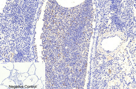 14 - Cleaved-Caspase-9 (D353) Polyclonal Antibody AP63087