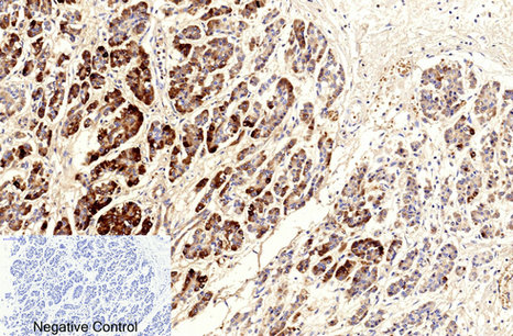14 - Cleaved-Caspase-9 (D353) Polyclonal Antibody AP63087