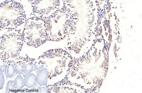14 - Cleaved-Caspase-9 (D353) Polyclonal Antibody AP63087