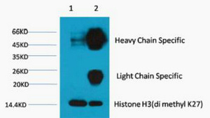1 - Histone H3 (Di Methyl Lys27) Monoclonal Antibody(3B12) AP63355