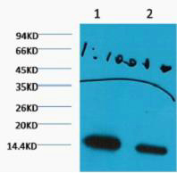1 - Histone H3 (Di Methyl Lys27) Monoclonal Antibody(3B12) AP63355