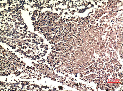 1 - ERK1/2 mouse Monoclonal Antibody(1H4) AP63786