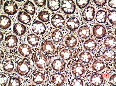 14 - ERK1/2 mouse Monoclonal Antibody(1H4) AP63786