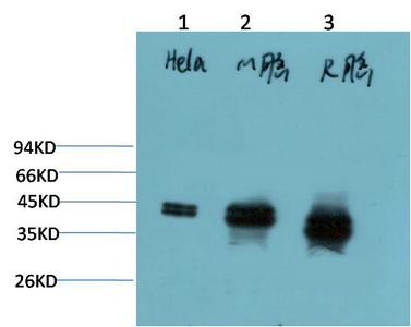 1 - ERK1/2 mouse Monoclonal Antibody(1H4) AP63786