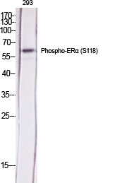1 - ERα (phospho Ser118) Polyclonal Antibody AP67036