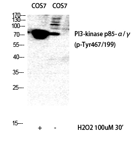 1 - PI 3-kinase p85/p55 (phospho Tyr467/199) Polyclonal Antibody AP67156