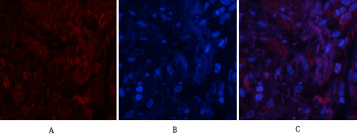 1 - PI 3-kinase p85/p55 (phospho Tyr467/199) Polyclonal Antibody AP67156