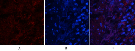 14 - PI 3-kinase p85/p55 (phospho Tyr467/199) Polyclonal Antibody AP67156