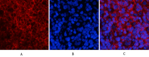 14 - PI 3-kinase p85/p55 (phospho Tyr467/199) Polyclonal Antibody AP67156