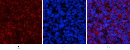 14 - PI 3-kinase p85/p55 (phospho Tyr467/199) Polyclonal Antibody AP67156