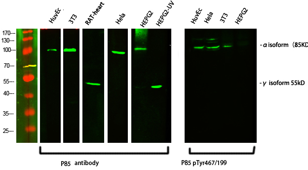 1 - PI 3-kinase p85/p55 (phospho Tyr467/199) Polyclonal Antibody AP67156