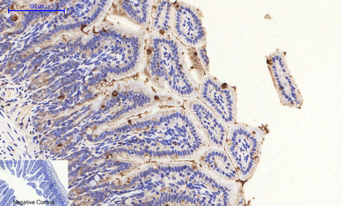 14 - PI 3-kinase p85/p55 (phospho Tyr467/199) Polyclonal Antibody AP67156