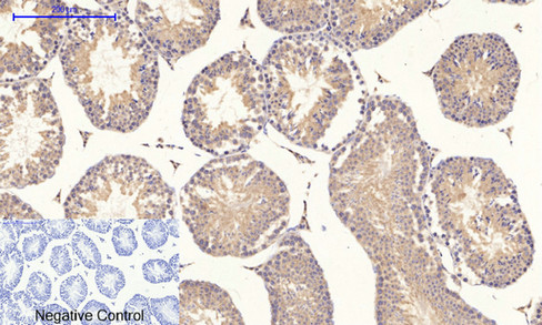 14 - PI 3-kinase p85/p55 (phospho Tyr467/199) Polyclonal Antibody AP67156