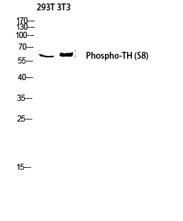 1 - TH (phospho Ser8) Polyclonal Antibody AP67609