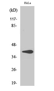 1 - 3β-HSD7 Polyclonal Antibody AP68198