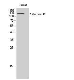 1 - A Cyclase IV Polyclonal Antibody AP68213