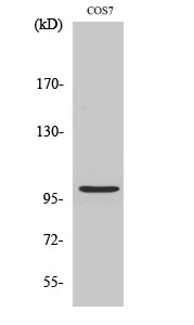 1 - AAK1 Polyclonal Antibody AP68221