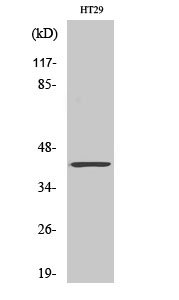 1 - ABHD7 Polyclonal Antibody AP68245