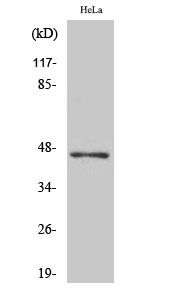 1 - ACOT4 Polyclonal Antibody AP68271