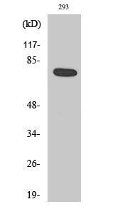 1 - Actinin-α1/2/3/4 Polyclonal Antibody AP68284